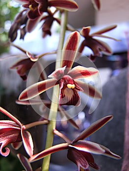 Coelogyne orchid à¹€à¸­à¸·à¹‰à¸­à¸‡à¹ƒà¸šà¸«à¸¡à¸²à¸